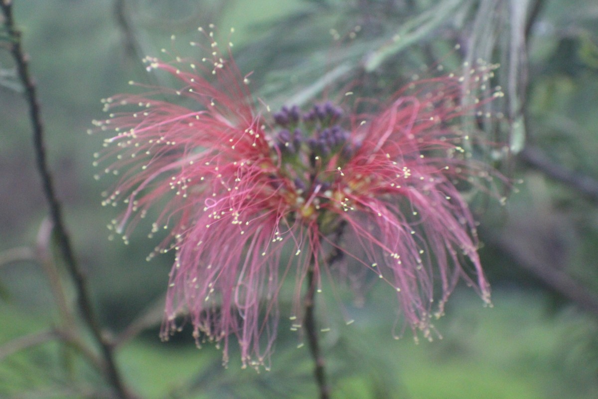 Calliandra